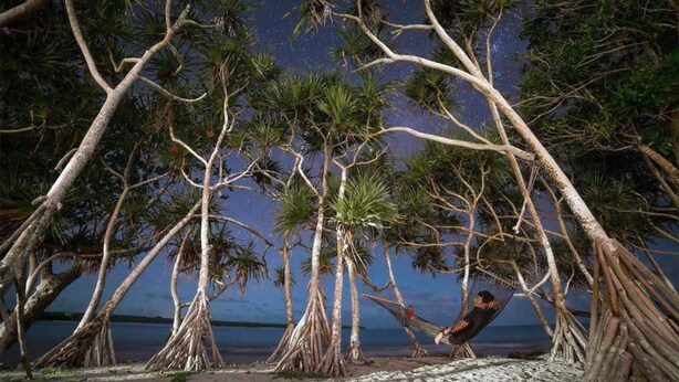 A beach scene with palm trees and a hammock. - Bluepango Guest House - Hostel (Port Vila)