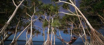 Bluepango Guest House - Hostel