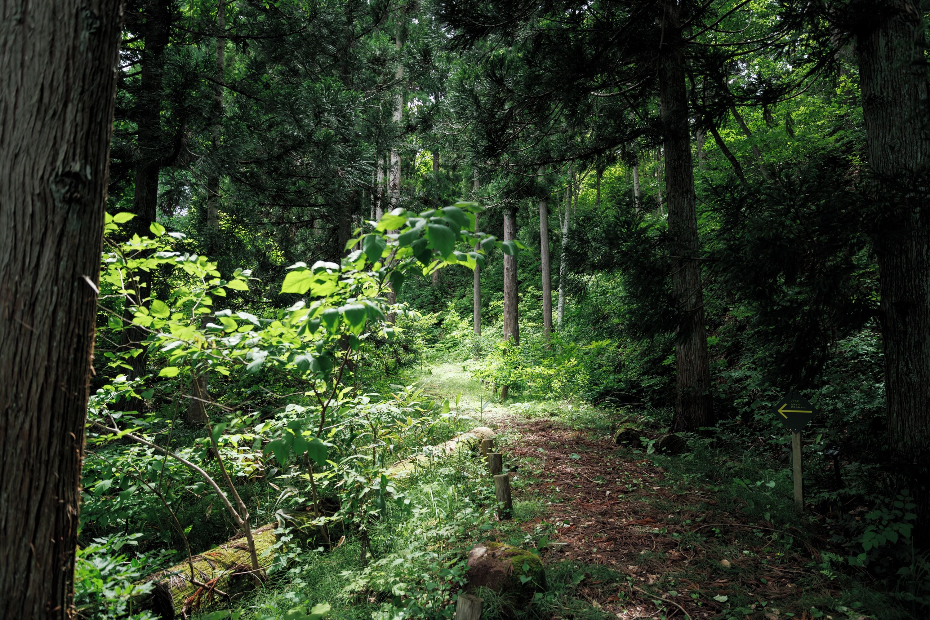 A forest path with a wooden signpost indicating a direction.