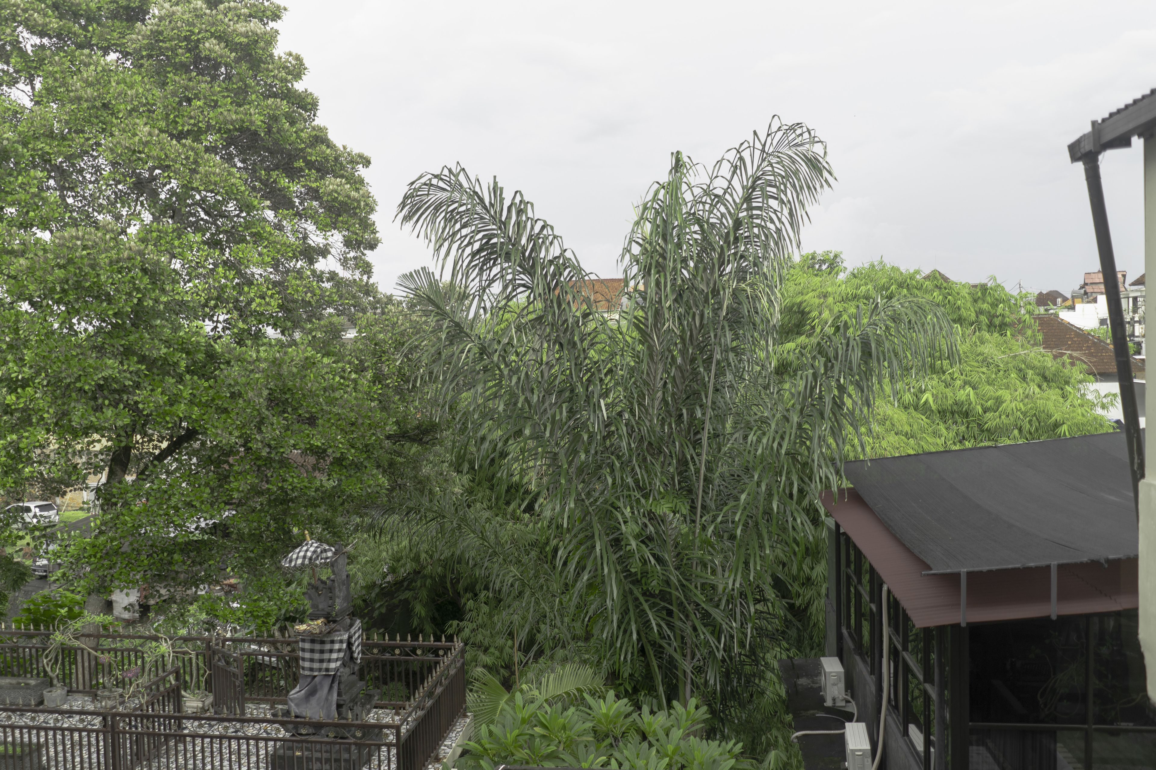 A view of a residential area with dense greenery, including tall trees and a fence.