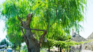 A garden with a tree sculpture, potted plants, and a stone wall in the background. - Trulli Donna Isabella (Locorotondo)