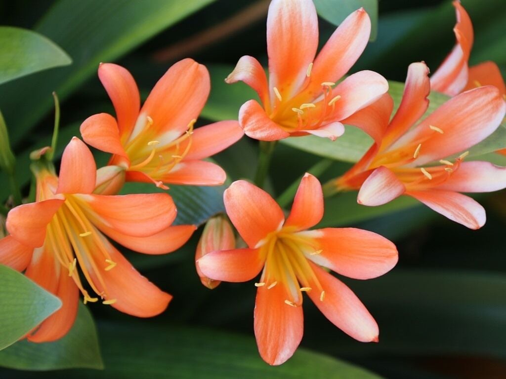 En gruppe orange blomster med tydelige gule støvdragere, omgivet af grønt løv.