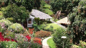 Taman