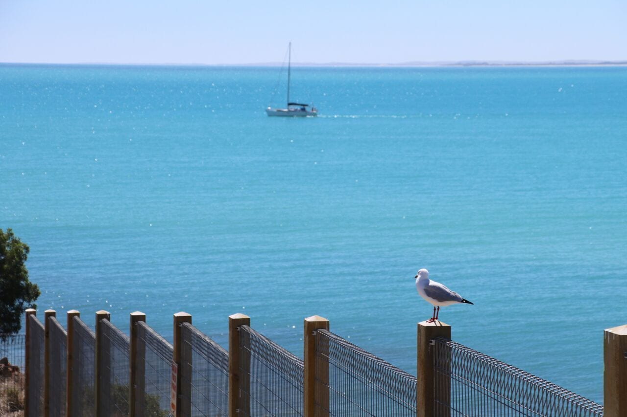 Una gaviota posada en una valla con vistas a un mar tranquilo donde se divisa un velero a lo lejos.