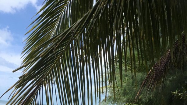 Una playa con sillas de descanso blancas y palmeras.