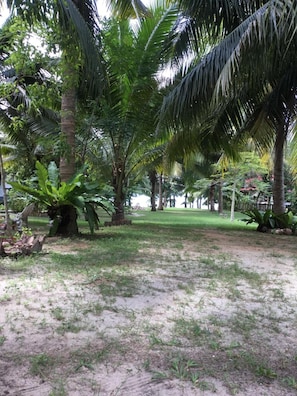 A tropical garden with palm trees and a grassy area.