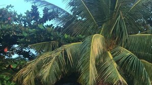 Una playa con una palmera, dos sillas de descanso y una estructura pequeña al fondo.