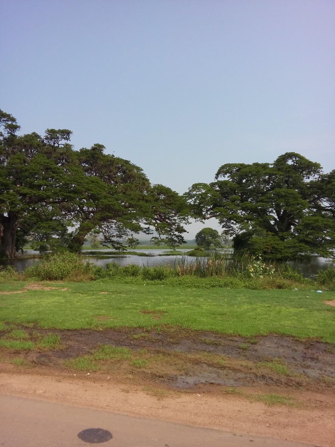 A grassy area with trees and a body of water.