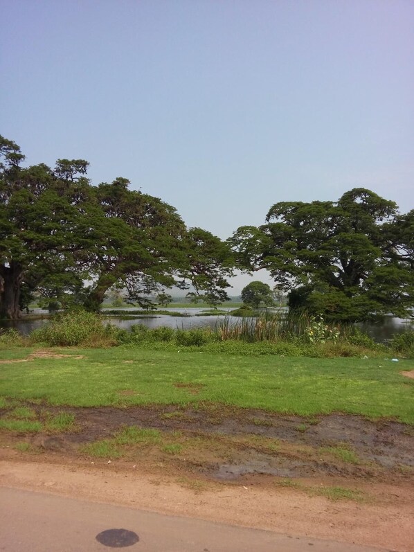 A grassy area with trees and a body of water.
