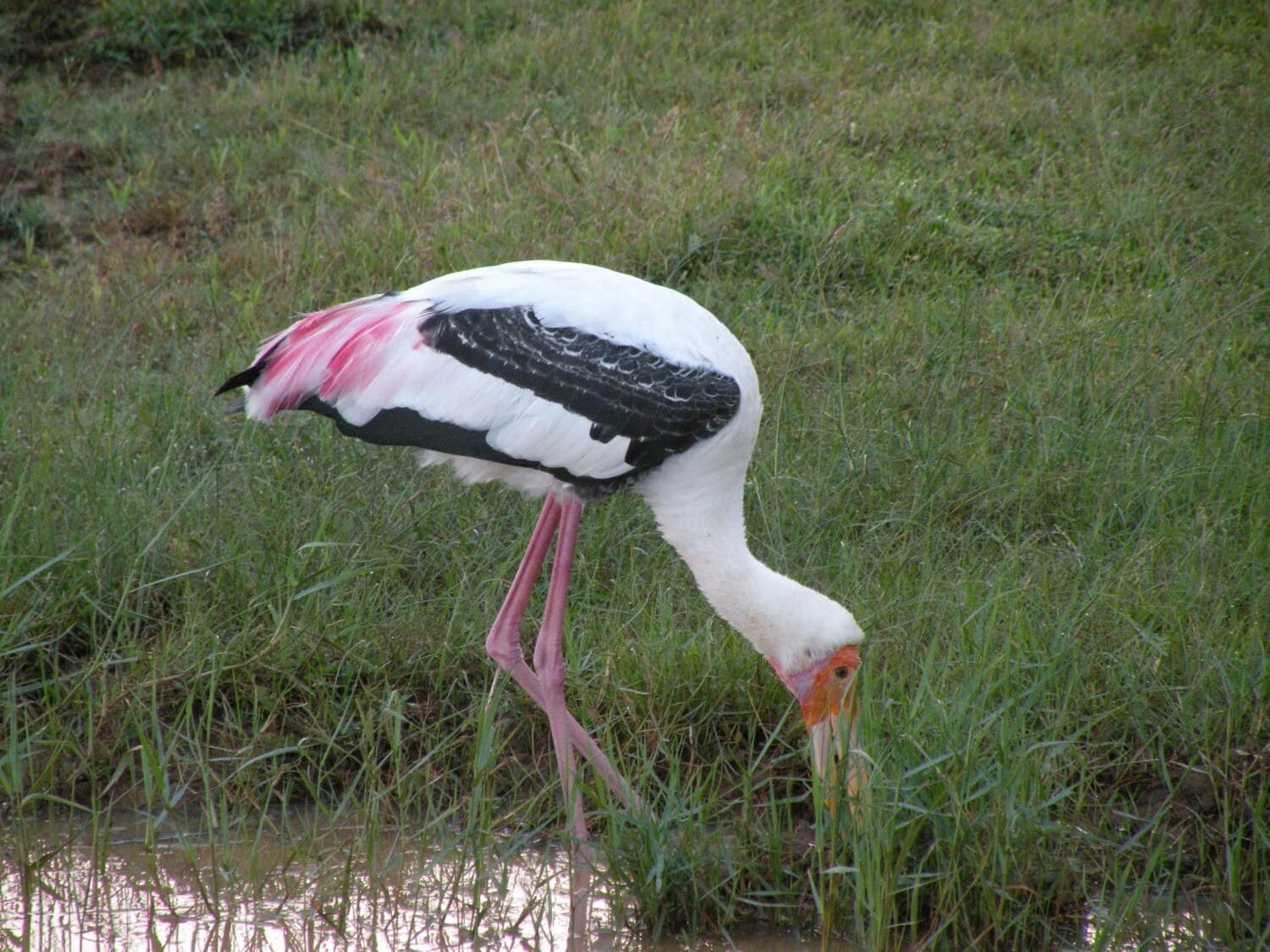 Un pájaro posado en un área cubierta de hierba con agua.