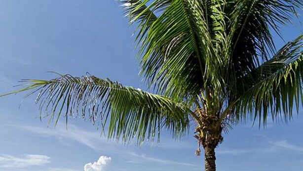 A beach with sun loungers and umbrellas, a palm tree, and a view of the ocean and distant mountains. - Anjali (Koh Samui)
