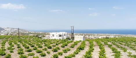 Un vignoble avec des rangées de vignes, un bâtiment blanc et une vue sur la côte.
