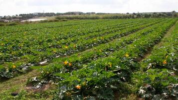 A large agricultural field with rows of crops.