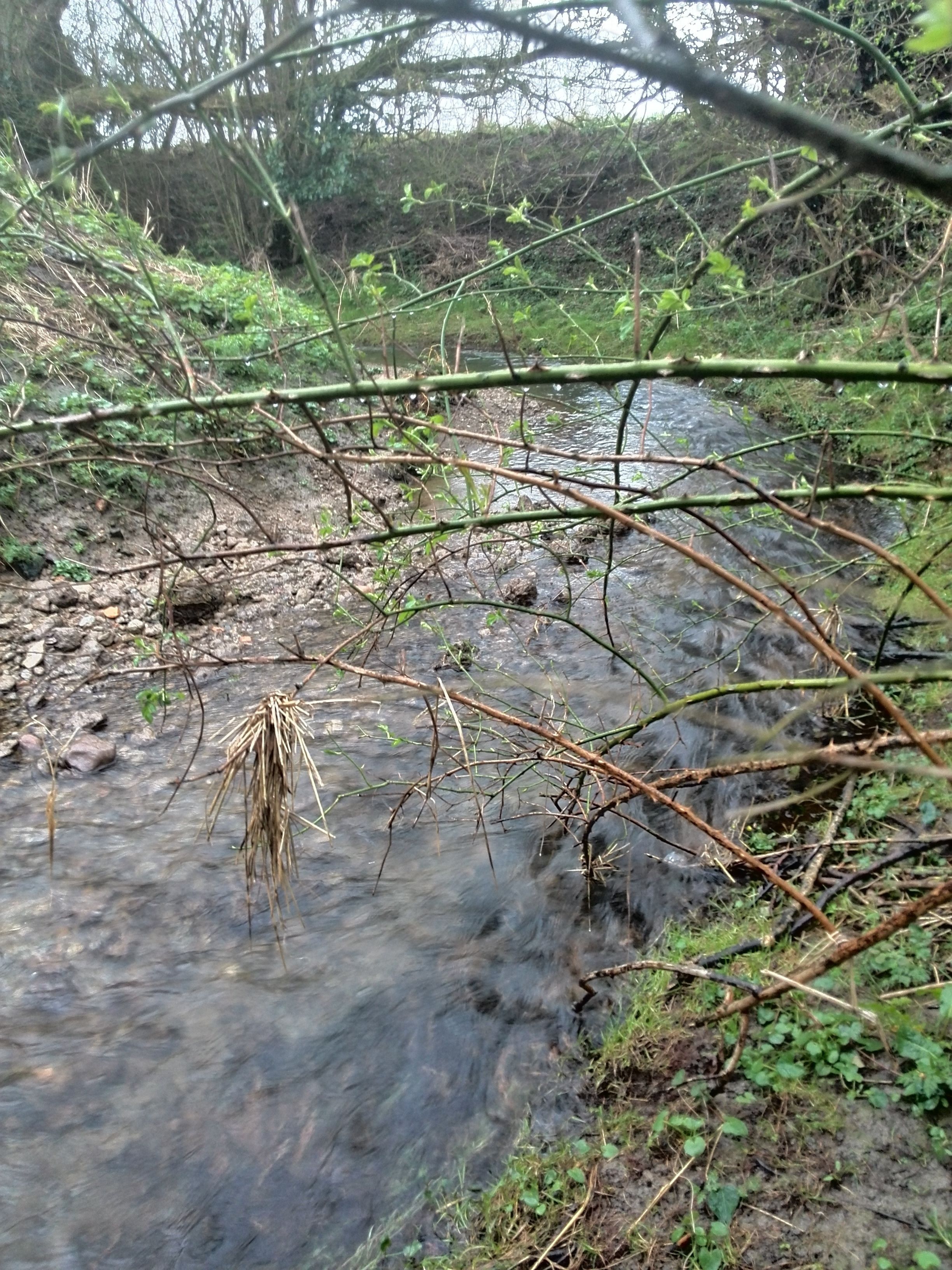 A natural stream with overhanging branches and surrounding greenery.