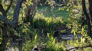 A natural outdoor setting with a stream, dense greenery, and a dog. - Brampton Dales Farm B&B (Gainsborough)