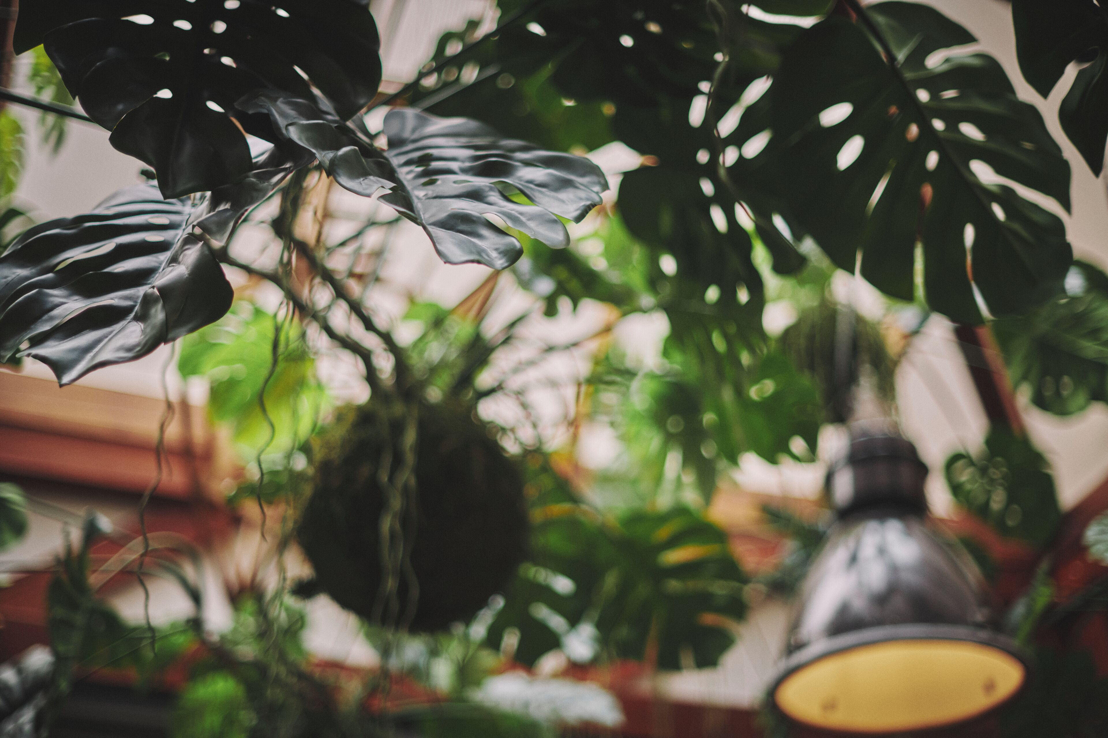 A hanging plant with large leaves and a hanging light fixture.
