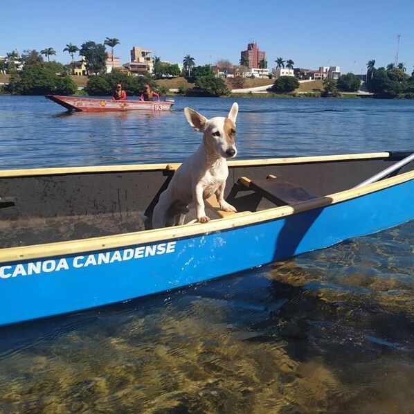 A dog sitting in a canoe labeled "CANOA CANADENSE" on a body of water with a cityscape in the background.