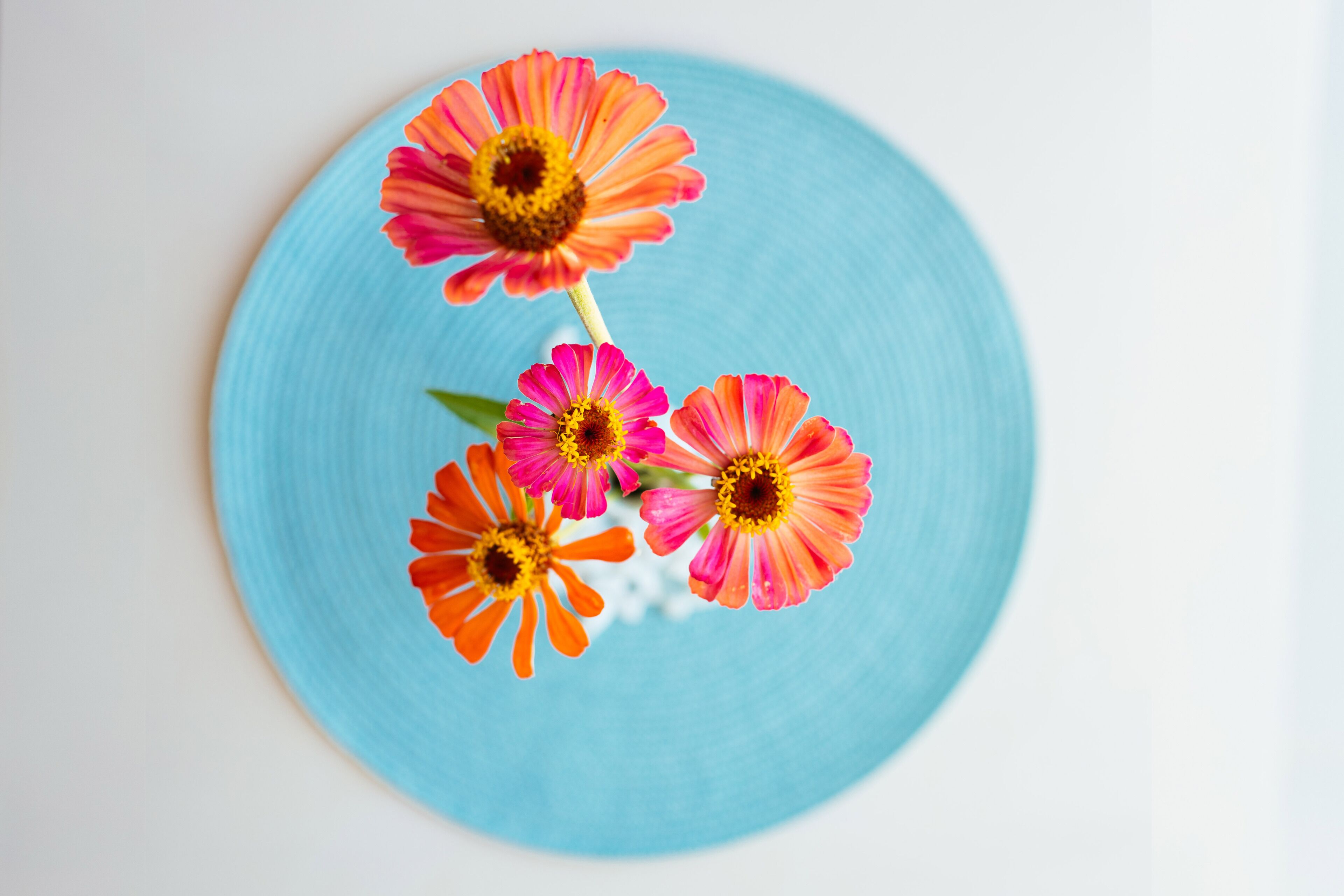 Een blauw bord met drie bloemen.