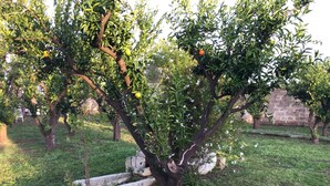 An orchard with mature trees bearing fruit, a stone pathway, and a grassy area. - Agriturismo Arangea (Lequile)