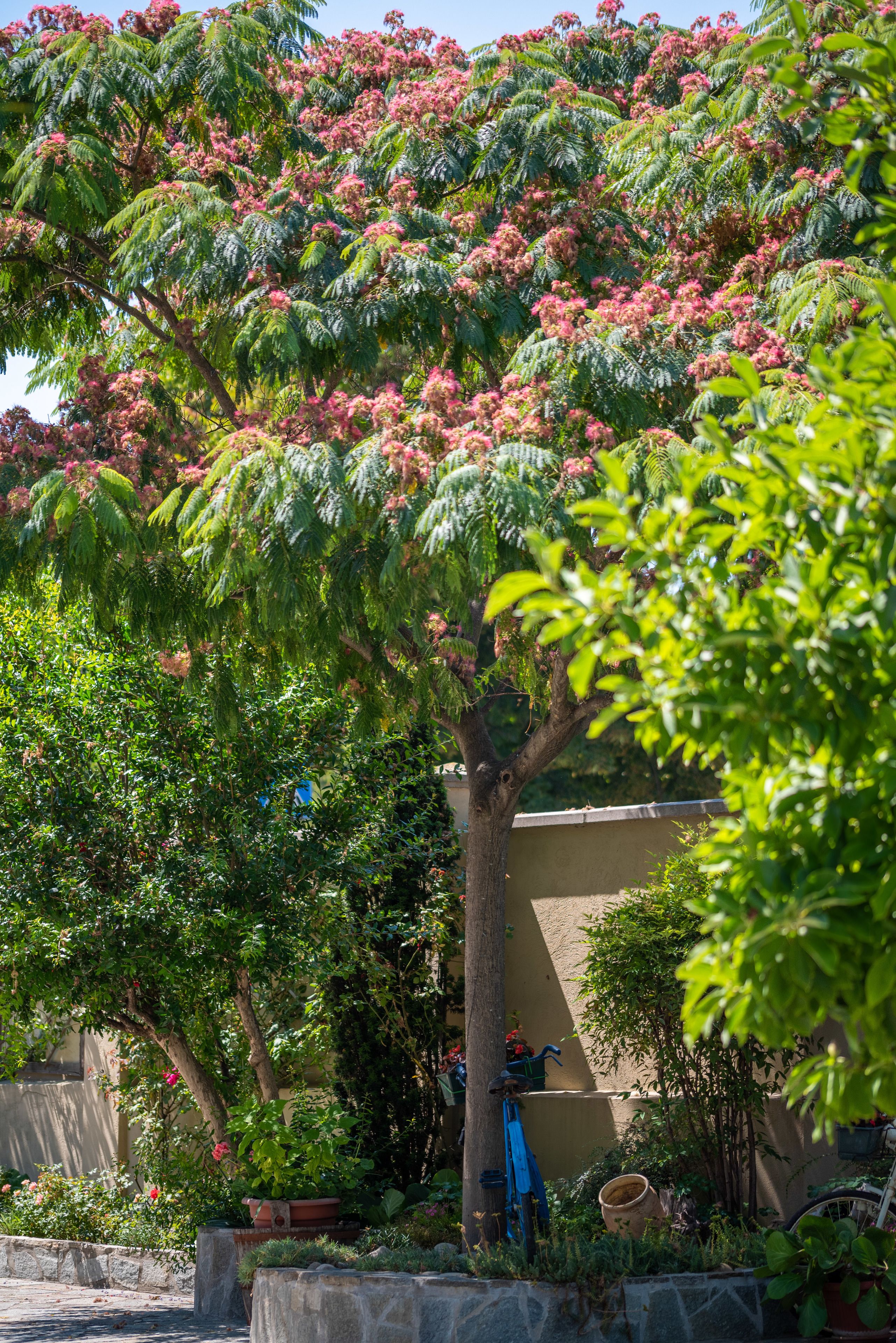 Un árbol con flores rosadas y hojas verdes en un jardín.
