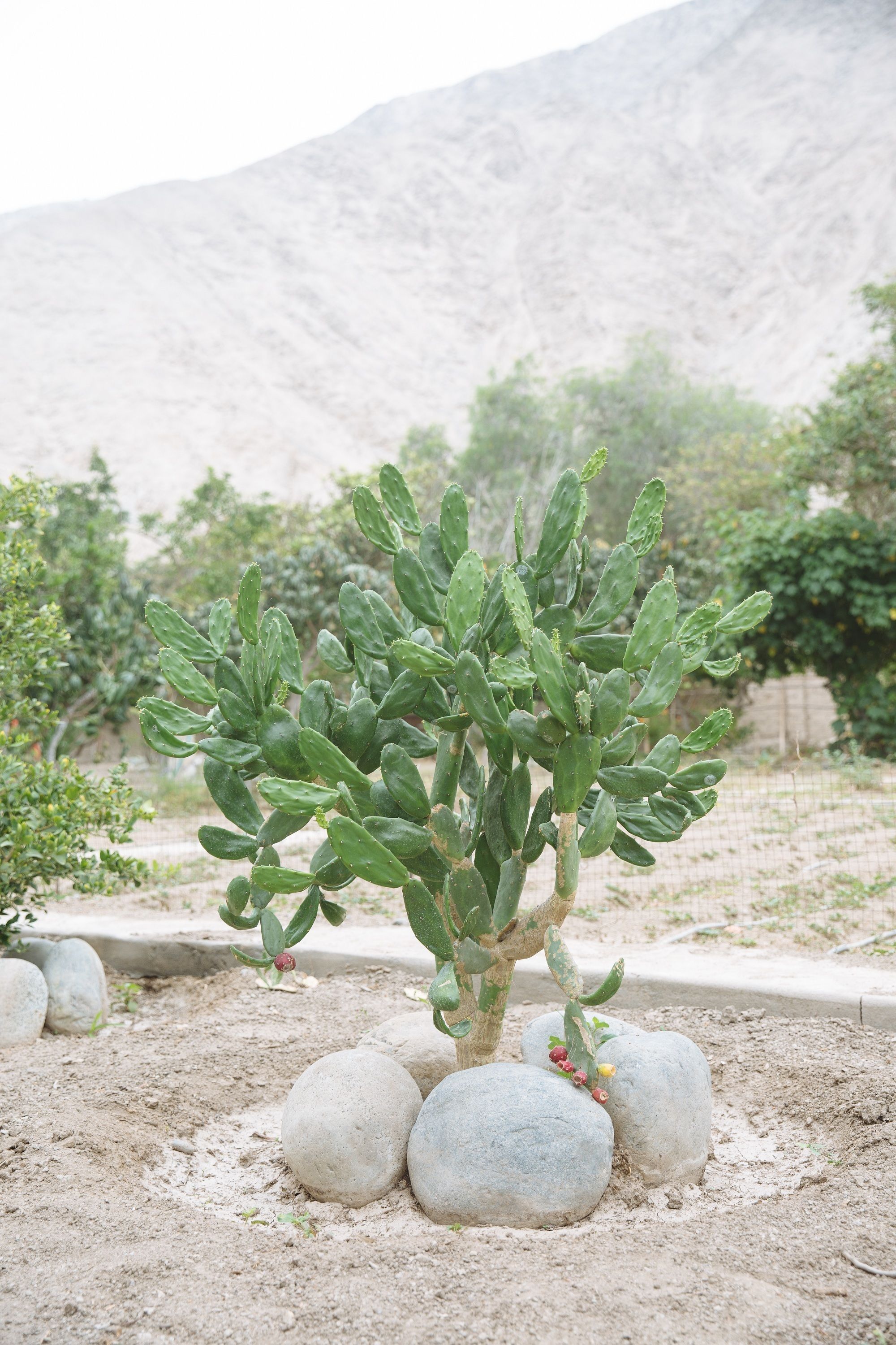 Une petite plante de cactus, avec plusieurs grosses pierres à sa base, se dressant sur un paysage désertique où la végétation est rare et où lointaine se profile une montagne.