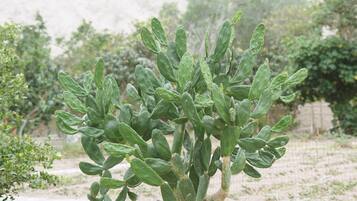 Une petite plante de cactus, avec plusieurs grosses pierres à sa base, se dressant sur un paysage désertique où la végétation est rare et où lointaine se profile une montagne.