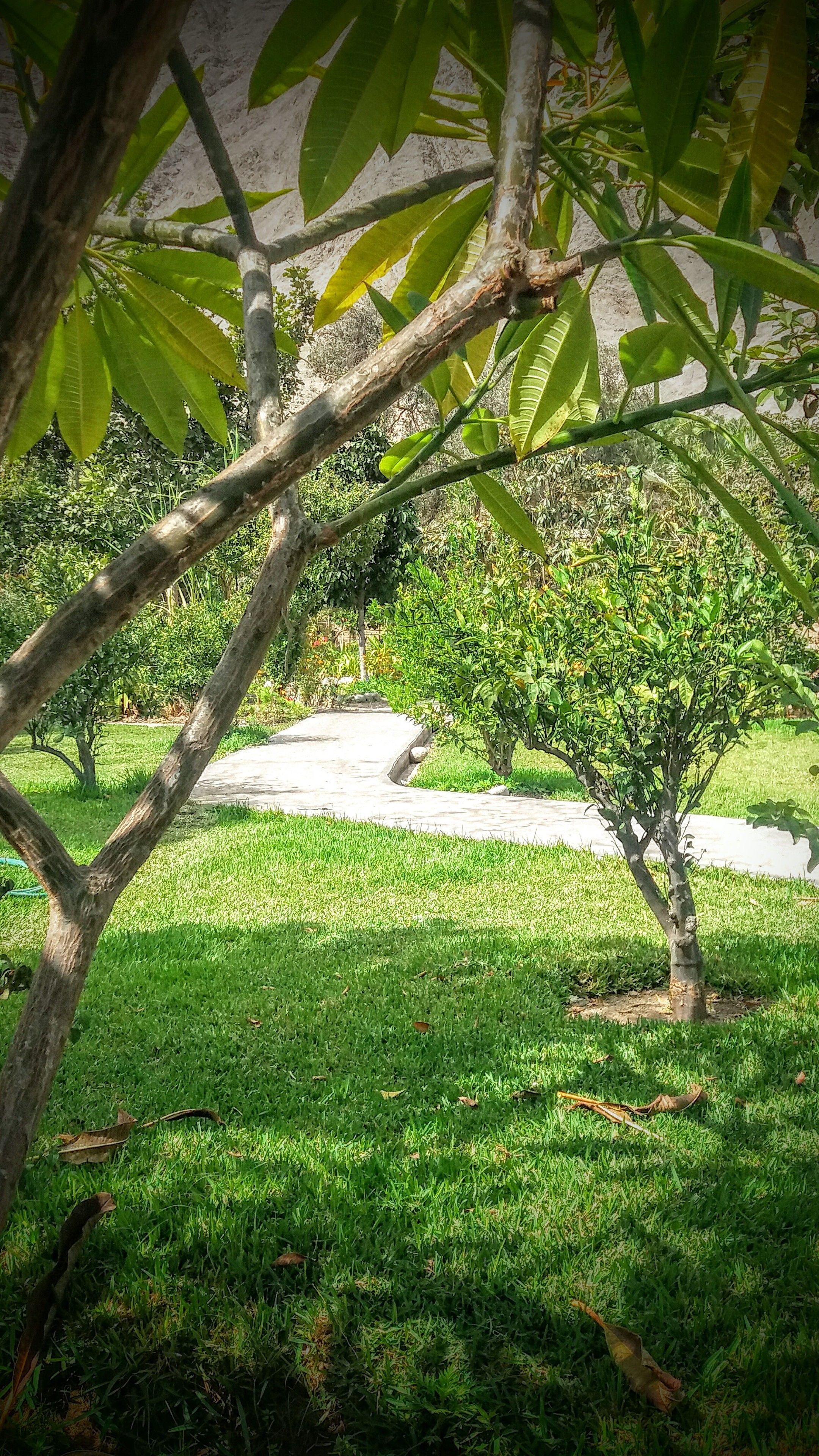A well-maintained garden with a paved walkway, lush green grass, and a variety of trees.