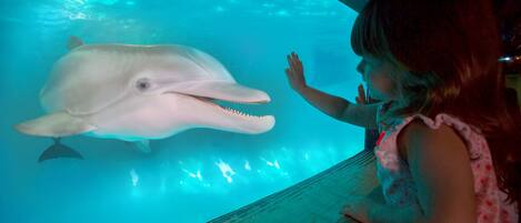 A person interacting with a large marine animal in an aquarium setting.