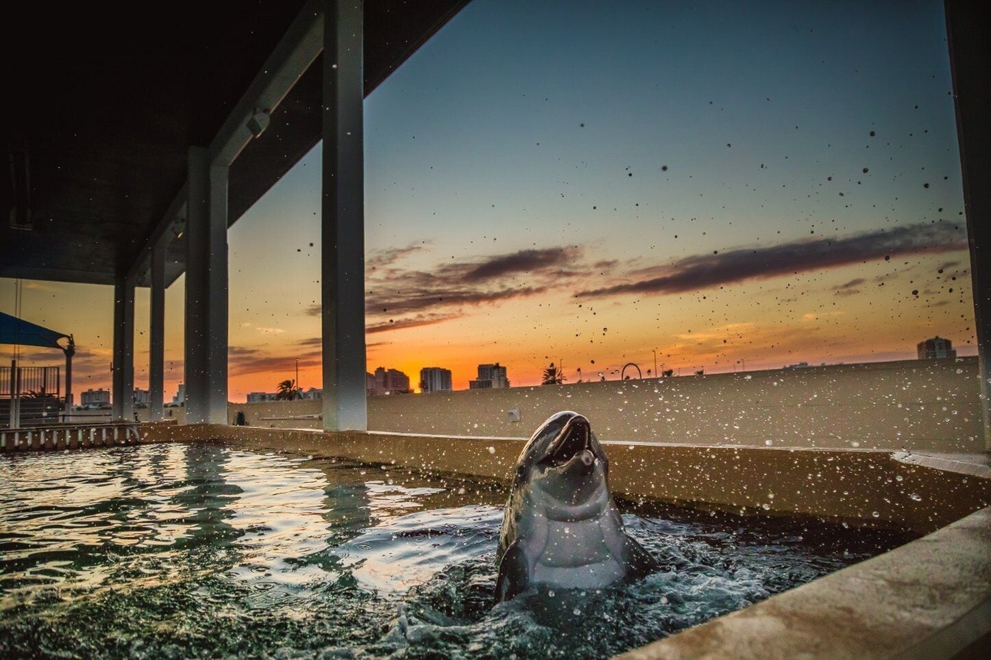 A dolphin in a pool with a sunset view under a bridge.