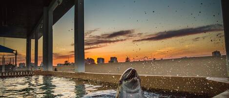 A dolphin in a pool with a sunset view under a bridge.