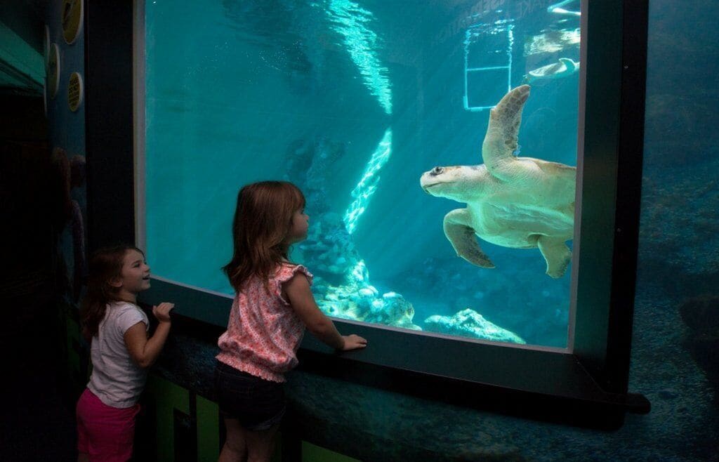 A large aquarium tank with a polar bear swimming inside.