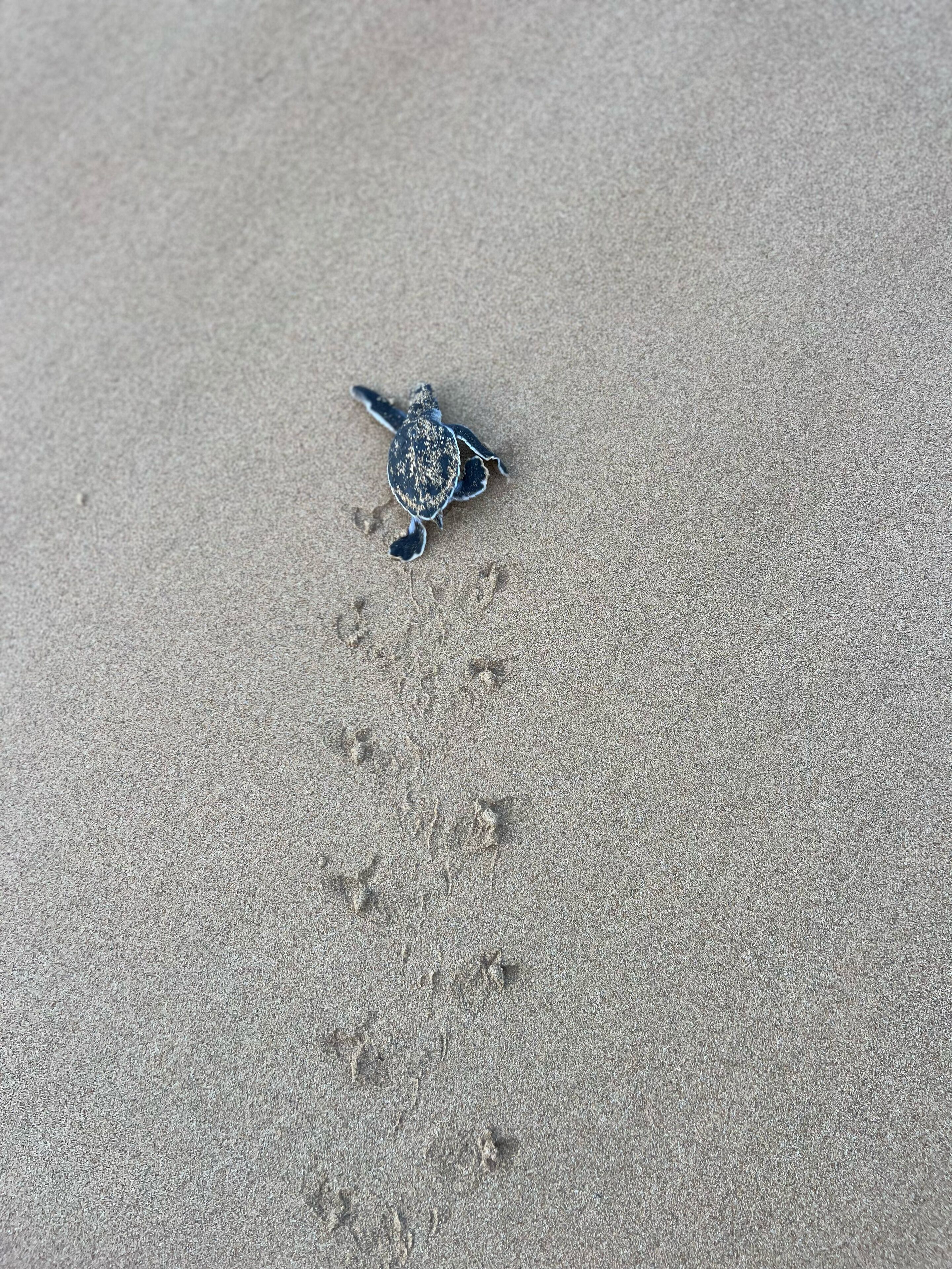A turtle on a sandy surface with visible footprints.