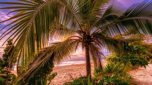 A beach scene with a palm tree and ocean view. - Oasis Bluff Beach (Bocas del Toro)