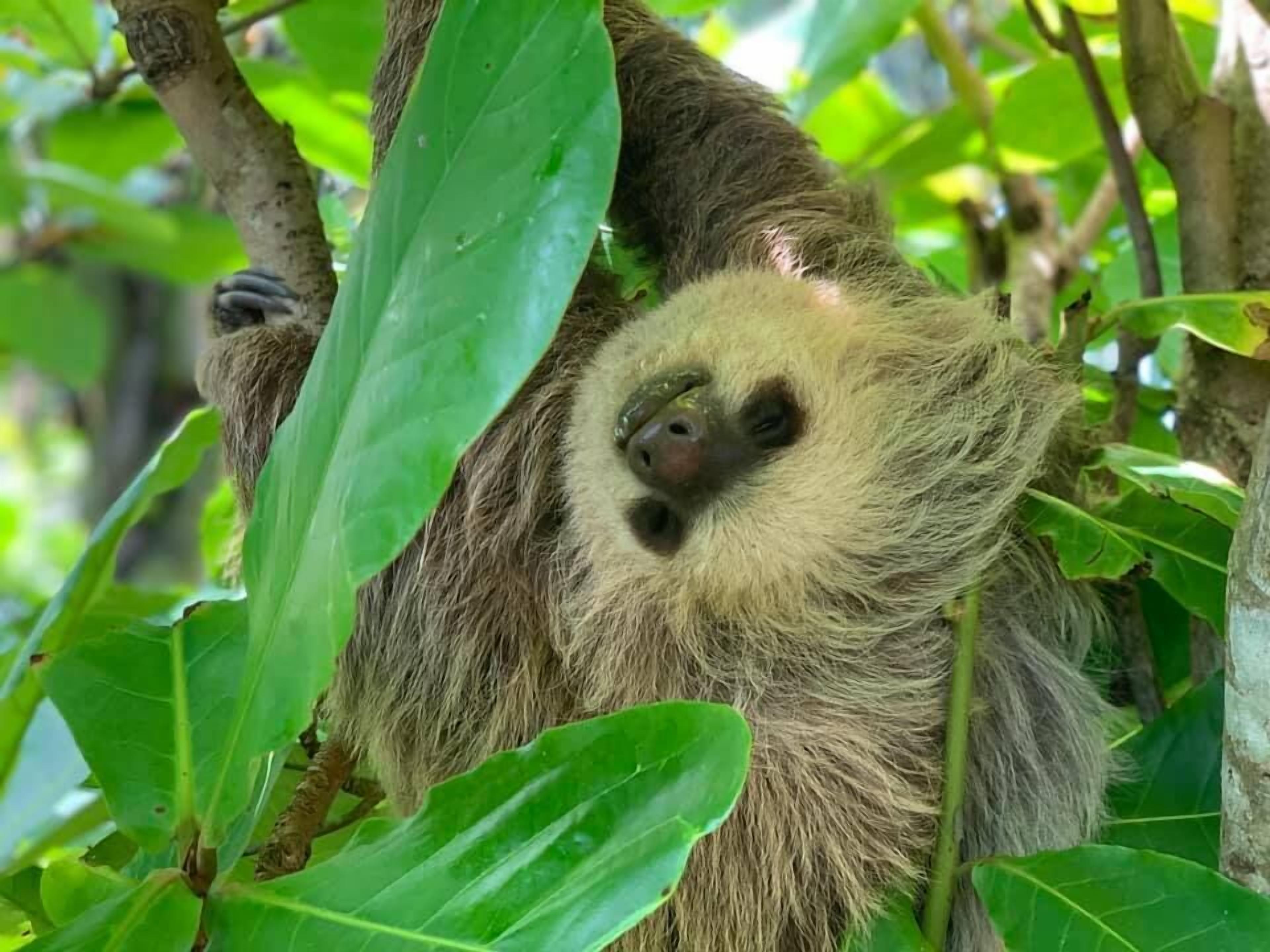 Uma preguiça pendurada num galho, rodeada por folhas verdes.