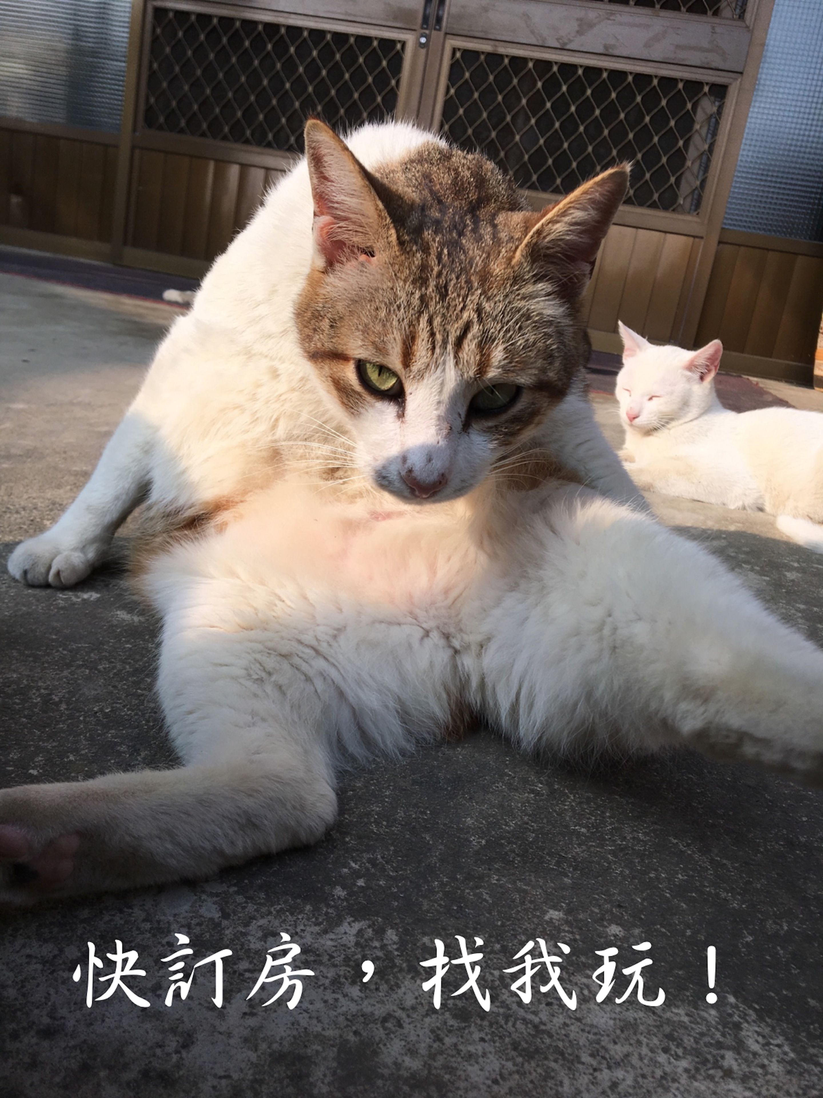 Un gato acostado sobre una superficie de concreto con una reja metálica y una valla de madera al fondo.