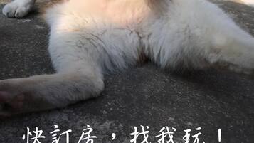 Un gato acostado sobre una superficie de concreto con una reja metálica y una valla de madera al fondo.
