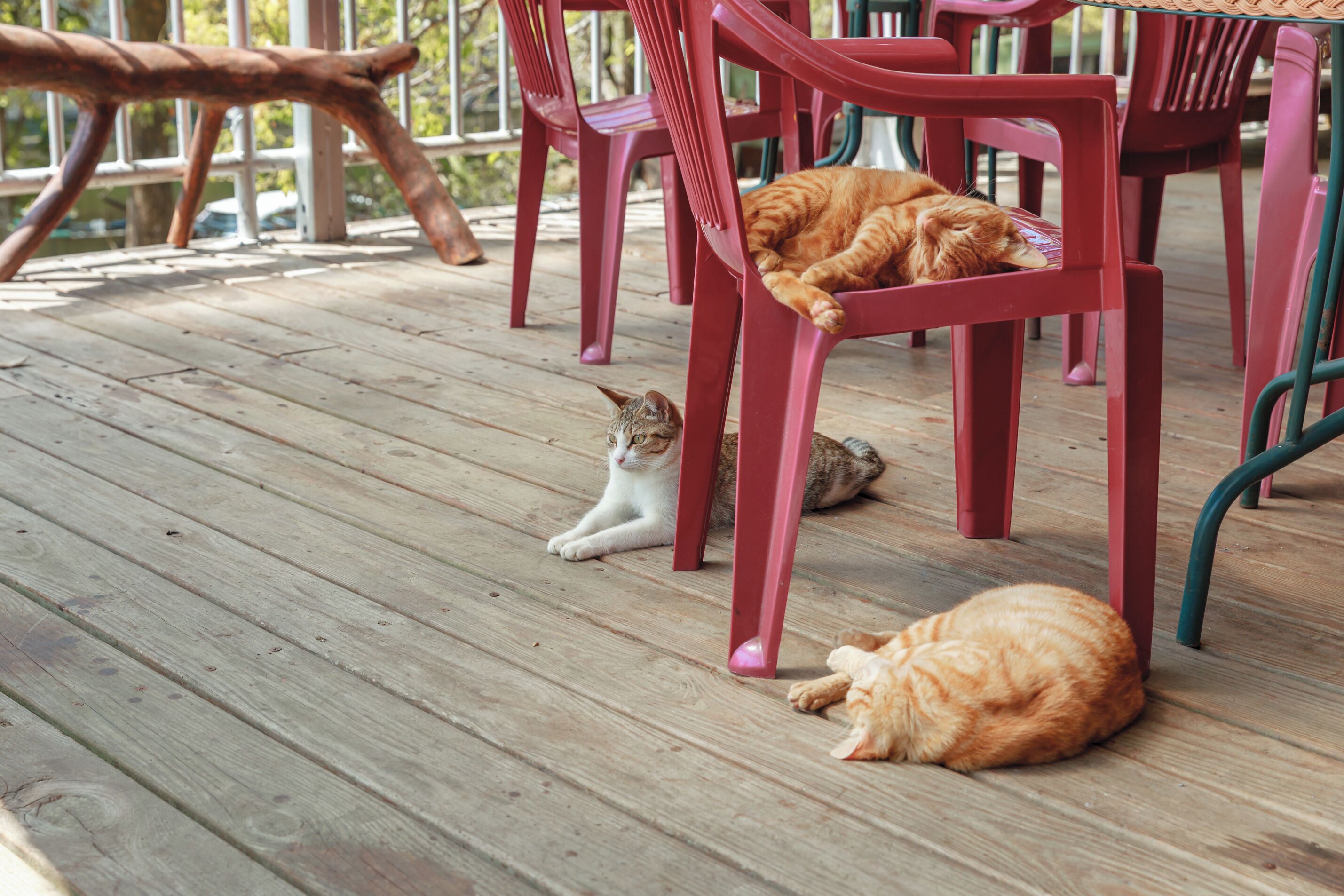 A wooden deck with plastic chairs and a cat lying on the floor.