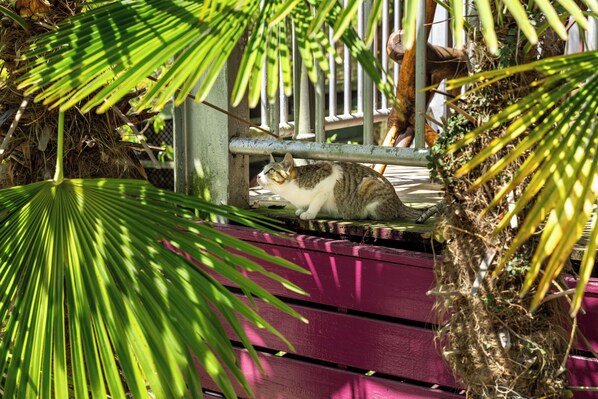 A cat sitting on a bench with a metal railing and foliage in the background. - Seeking - Alishan Sunrise (Fanlu)
