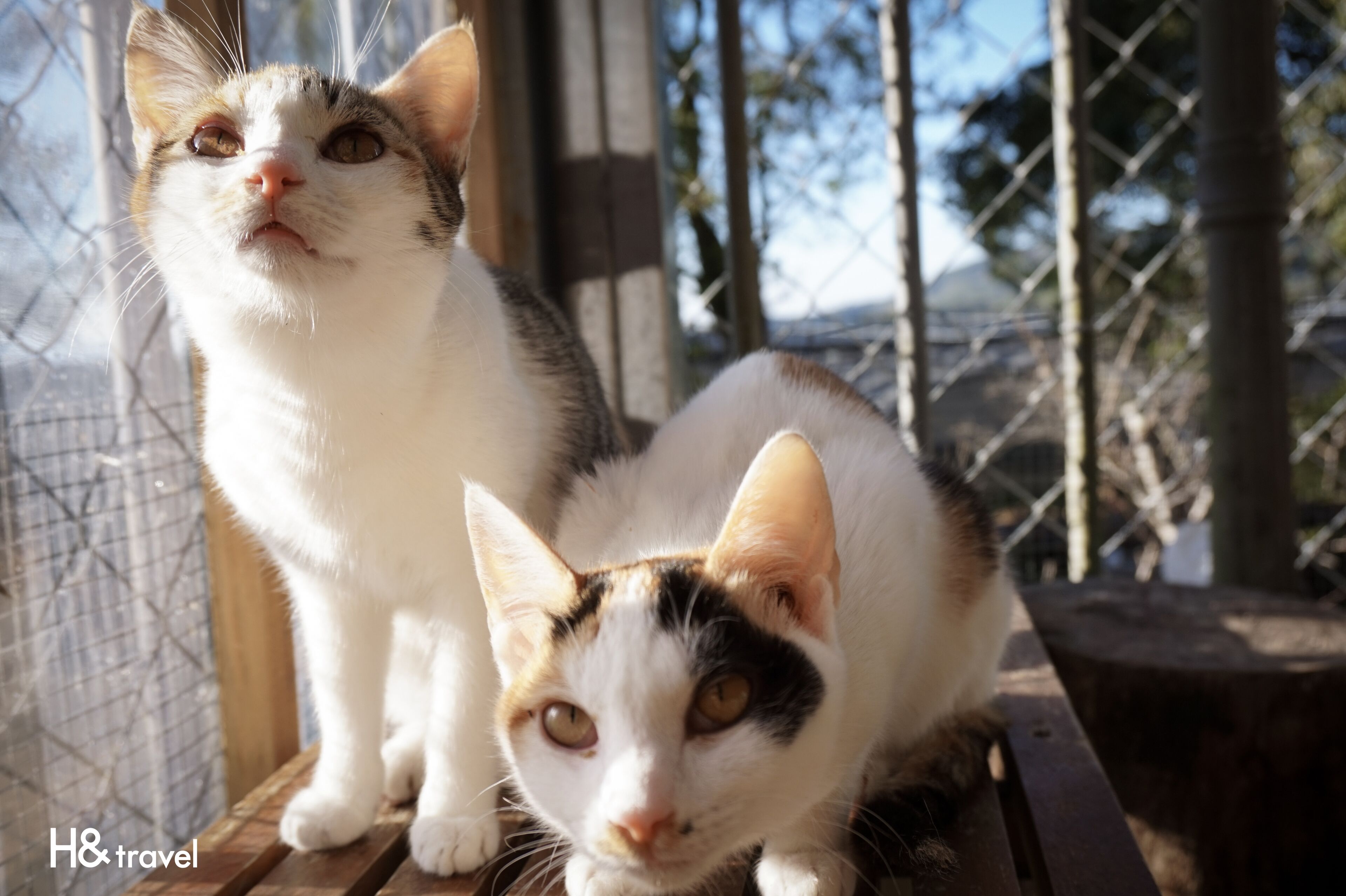Dos gatos sentados en un banco de madera al aire libre.