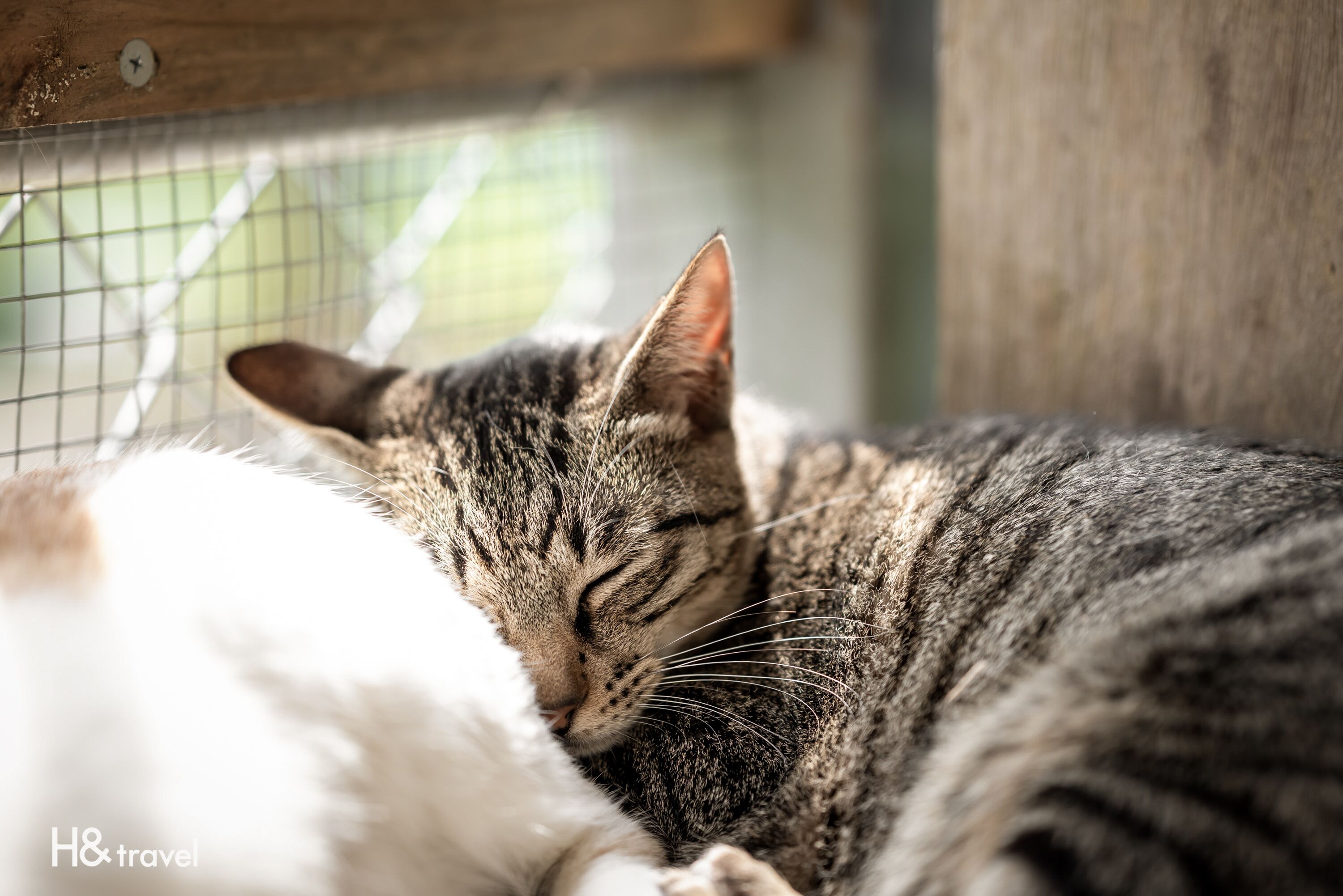 A sleeping cat in a cozy, enclosed space with a wooden structure and a metal grid in the background.