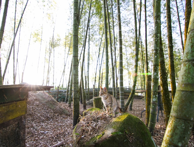 阿里山初日評價、日出體驗、手作早餐、貓咪互動與房價資訊 – 溫馨木屋民宿 - 照片 8