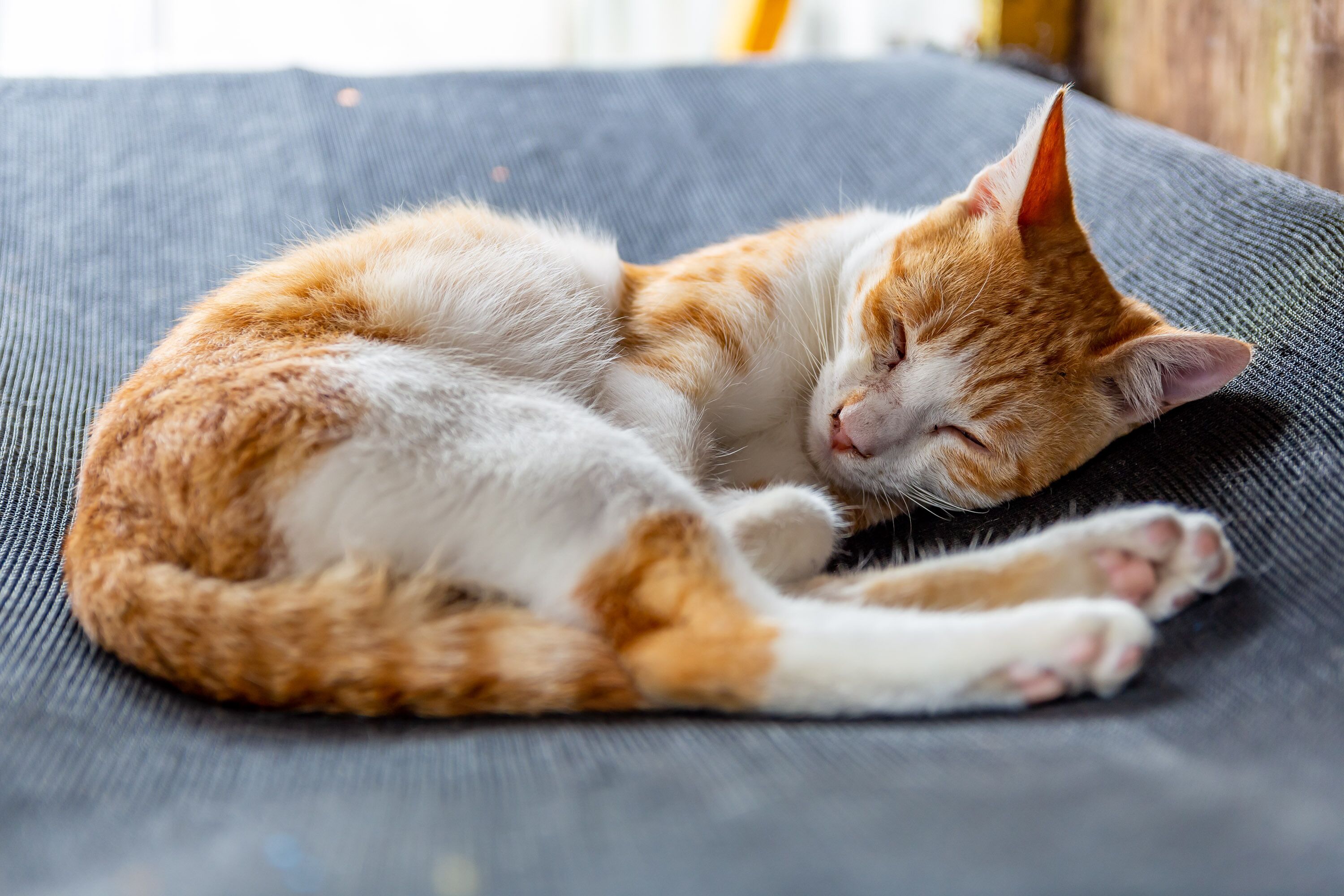 A cat sleeping on a textured fabric surface.