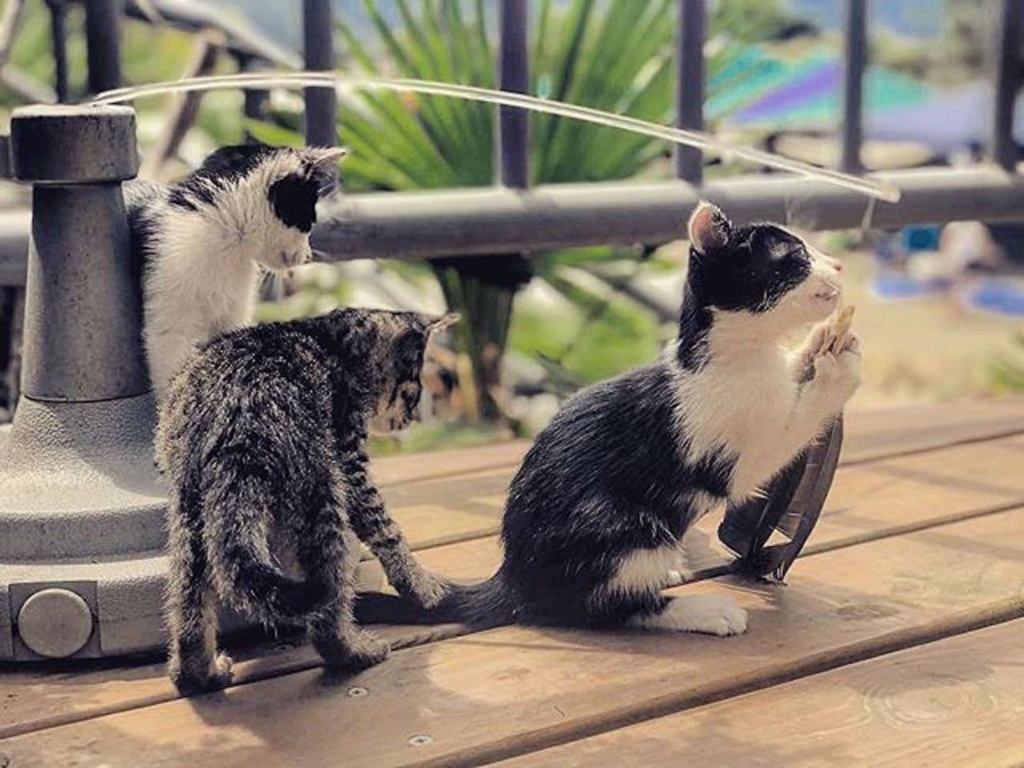 Two cats sitting on a wooden deck with a metal railing and greenery in the background.