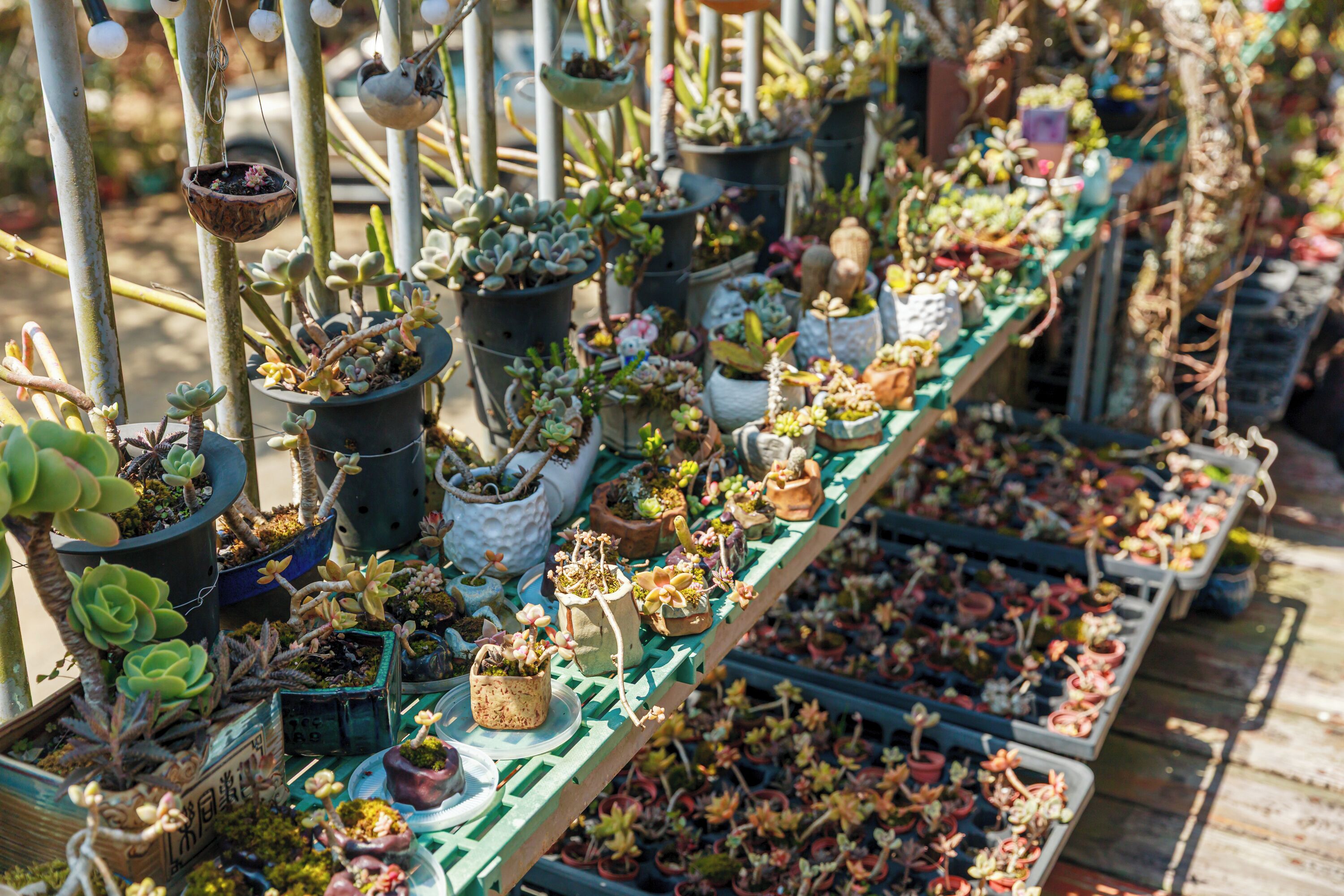 Variedad de plantas en macetas exhibidas en estantes y colgando del techo.