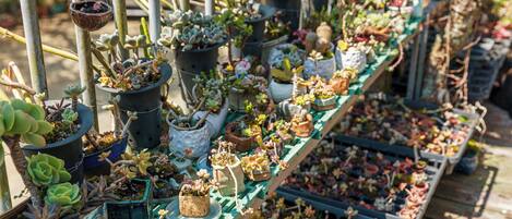 Variedad de plantas en macetas exhibidas en estantes y colgando del techo.