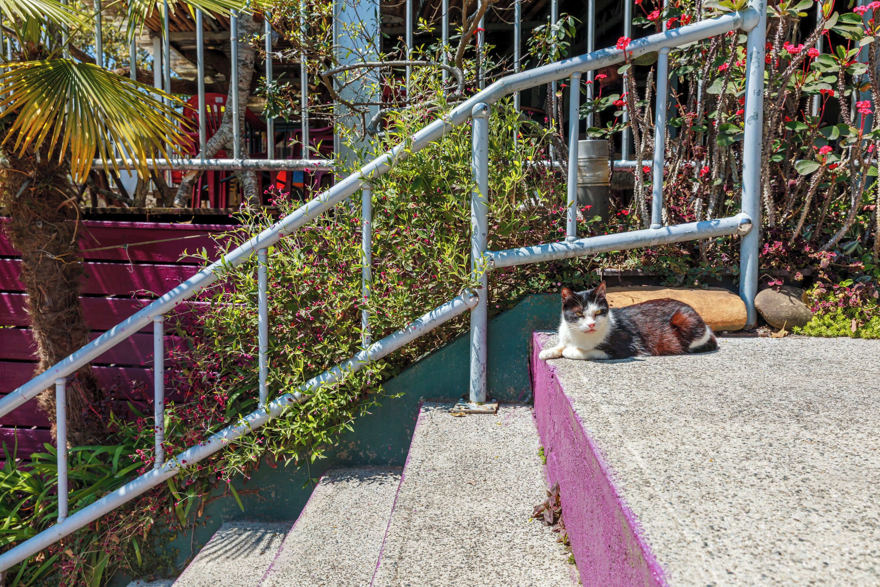 Un chat se repose sur une corniche en béton, près d’un escalier métallique, avec un mur vert et des plantes.