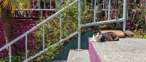A cat resting on a concrete ledge near a metal staircase with a green wall and plants.