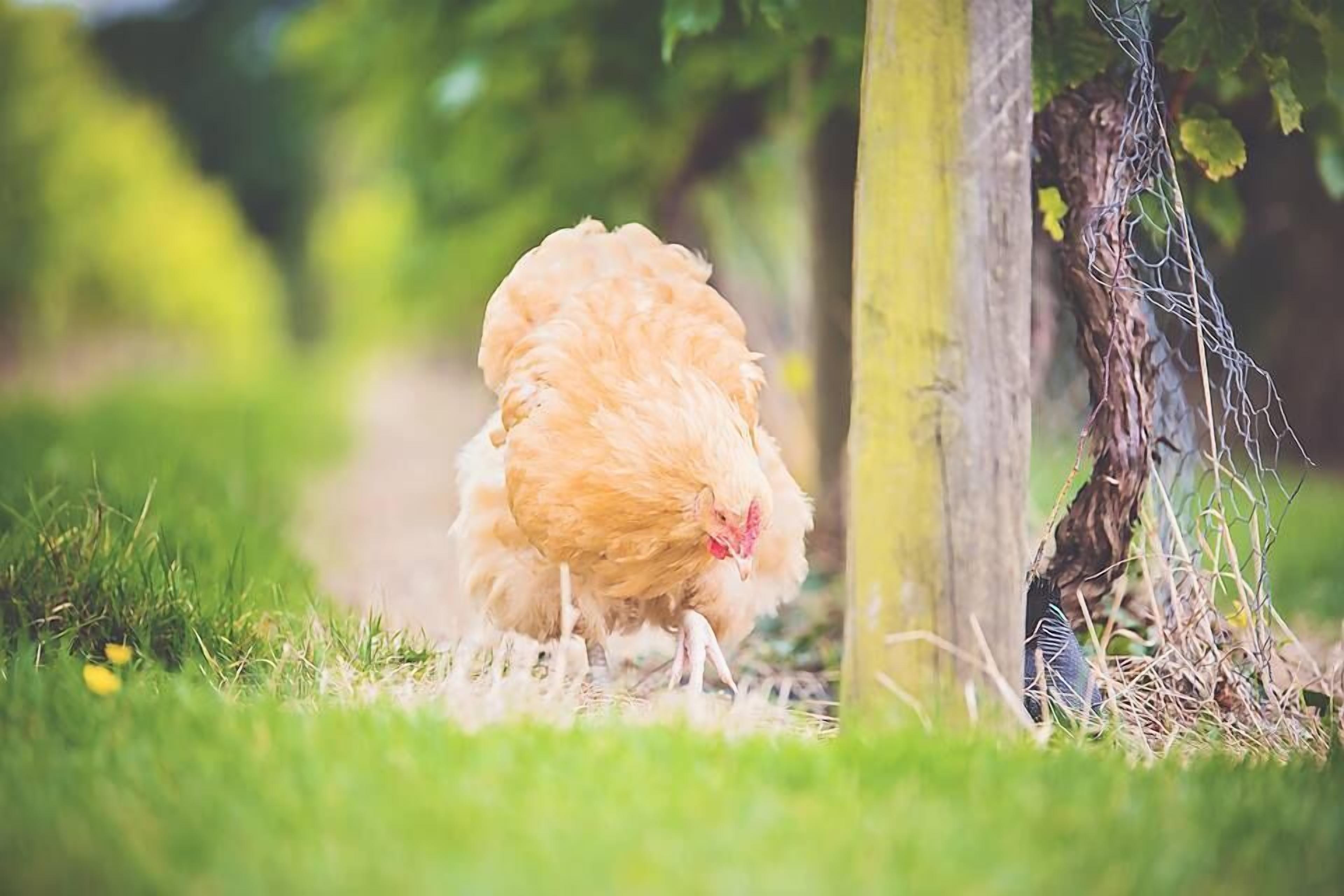 A chicken near a tree and wire fence in a grassy area.