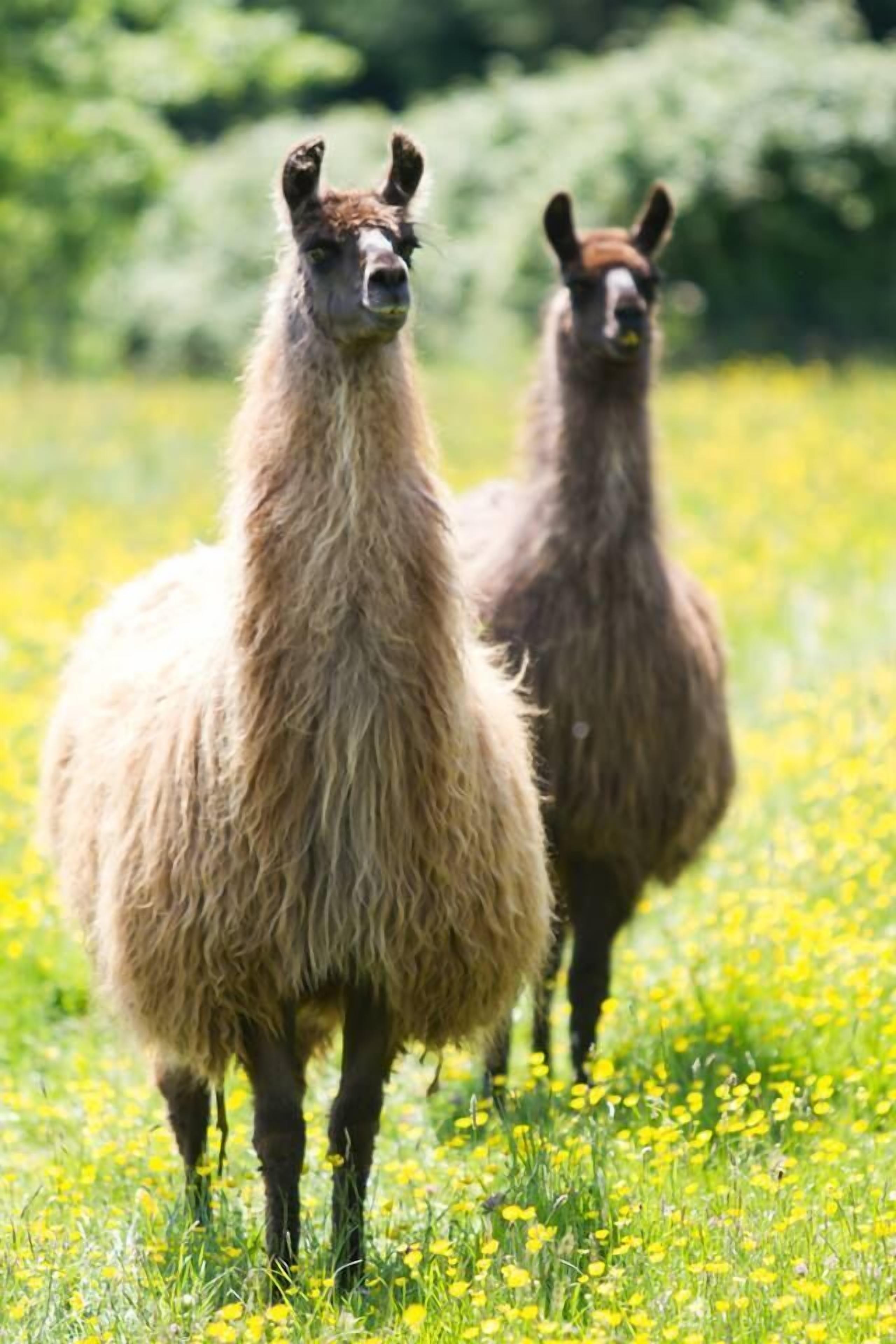 Dos llamas de pie en un campo de flores amarillas.