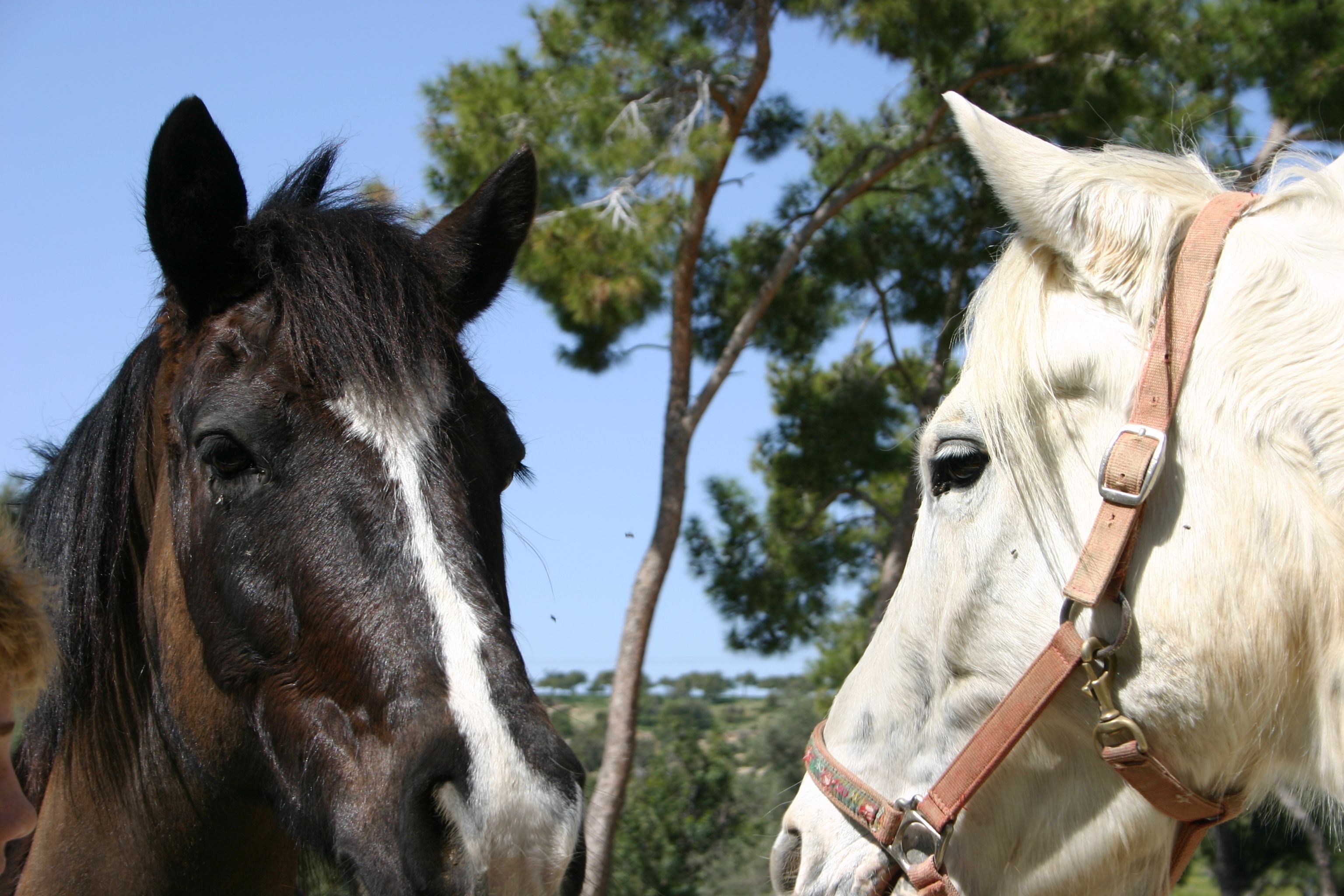 Dos caballos con bridas, uno marrón oscuro y otro blanco, de pie en un entorno natural con árboles al fondo.